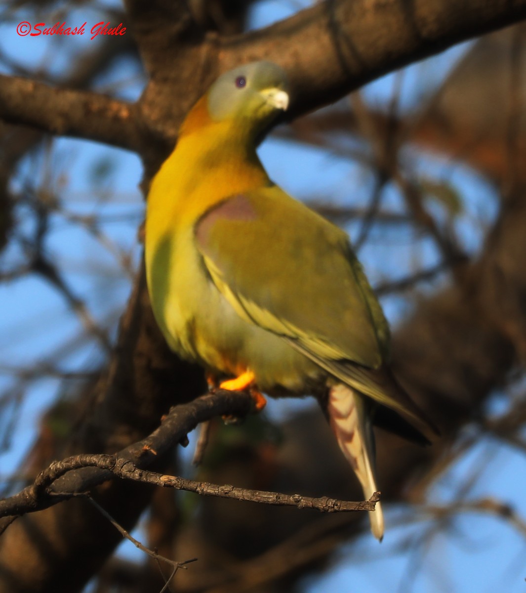 Yellow-footed Green-Pigeon - ML619674202