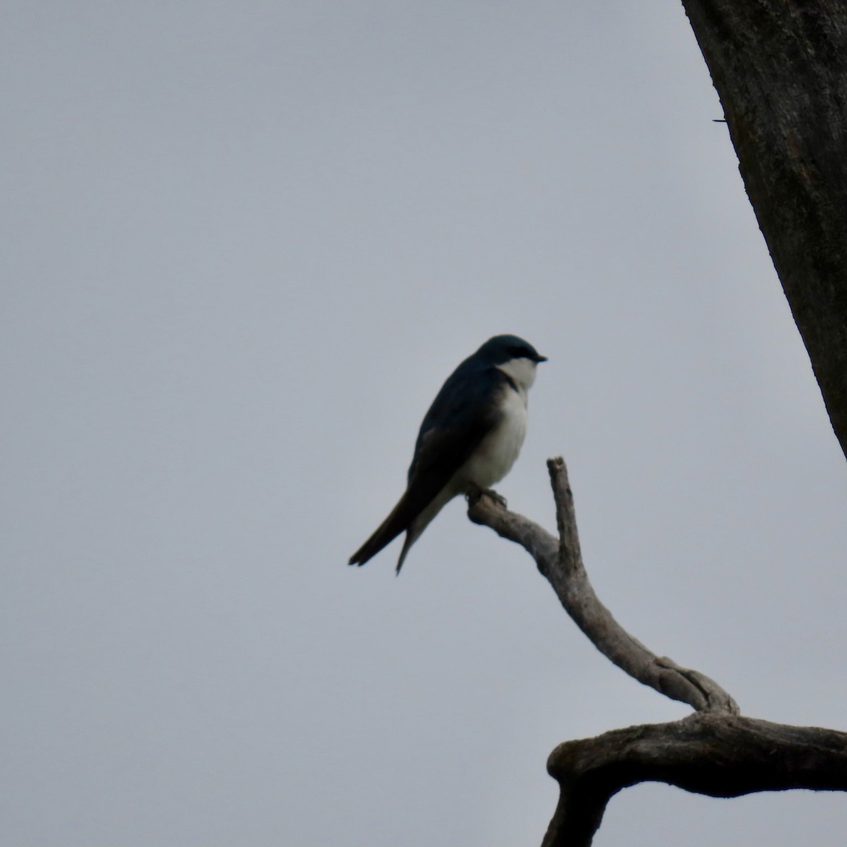 Tree Swallow - ML619674264