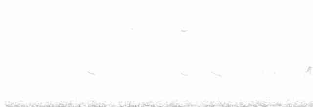 Paruline à croupion jaune (auduboni) - ML619674313