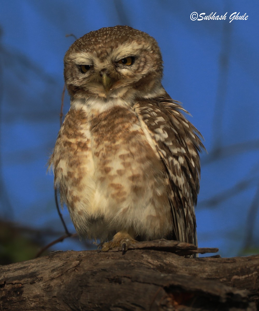 Spotted Owlet - ML619674419