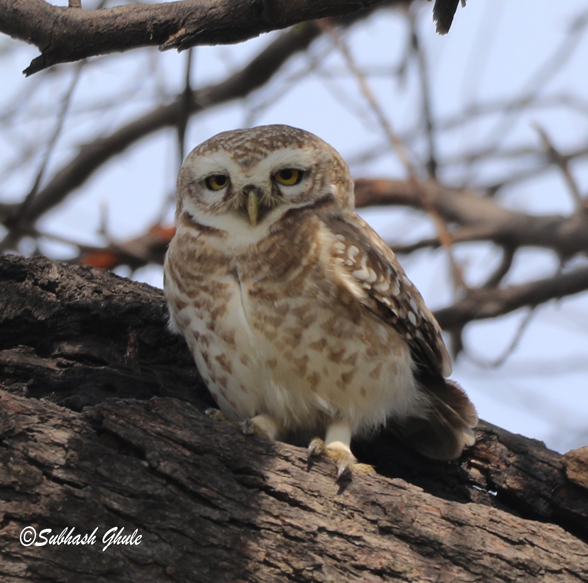 Spotted Owlet - ML619674420