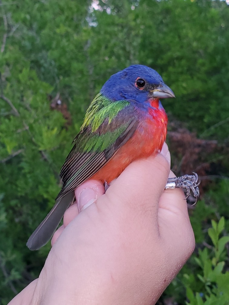 Painted Bunting - ML619674421