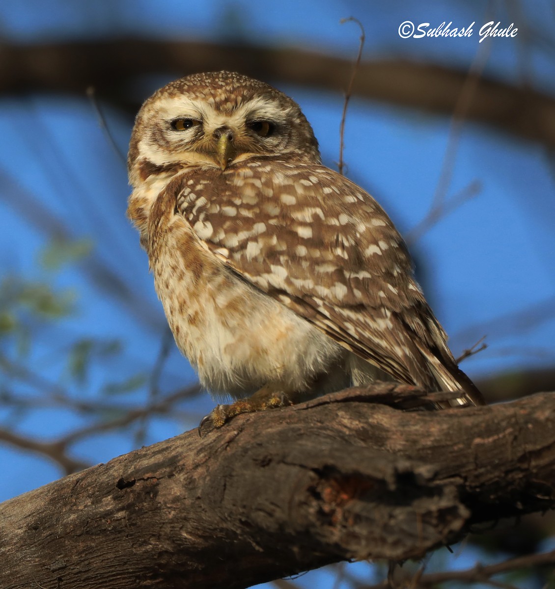 Spotted Owlet - ML619674422