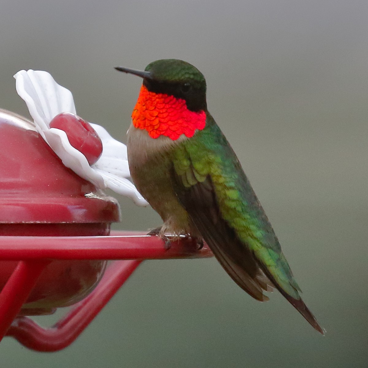 Ruby-throated Hummingbird - ML619674471
