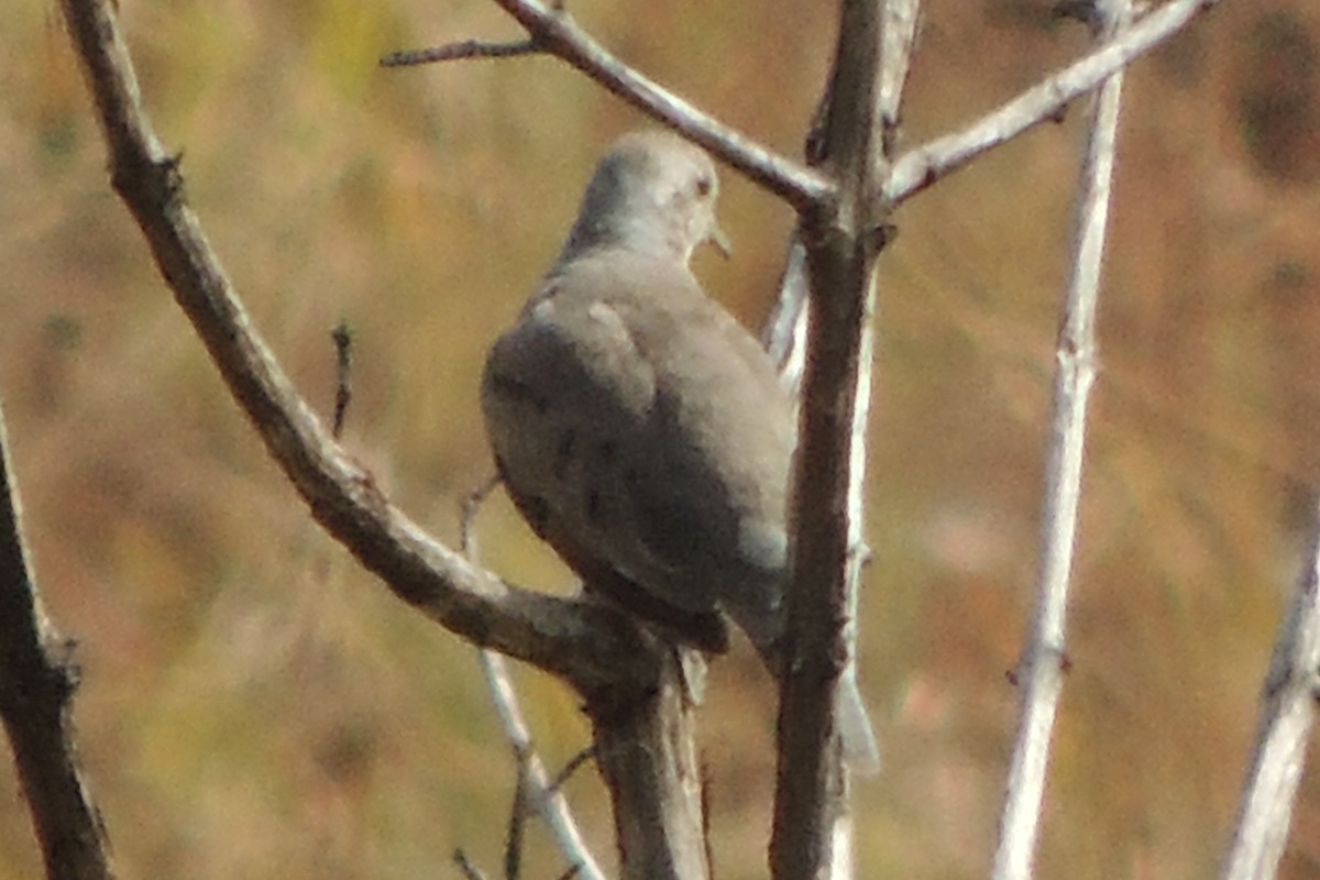 Plain-breasted Ground Dove - ML619674474