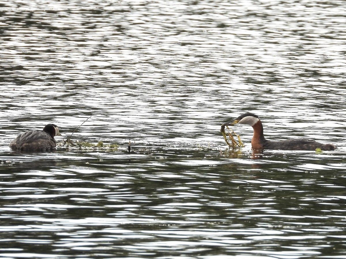 Red-necked Grebe - ML619674493