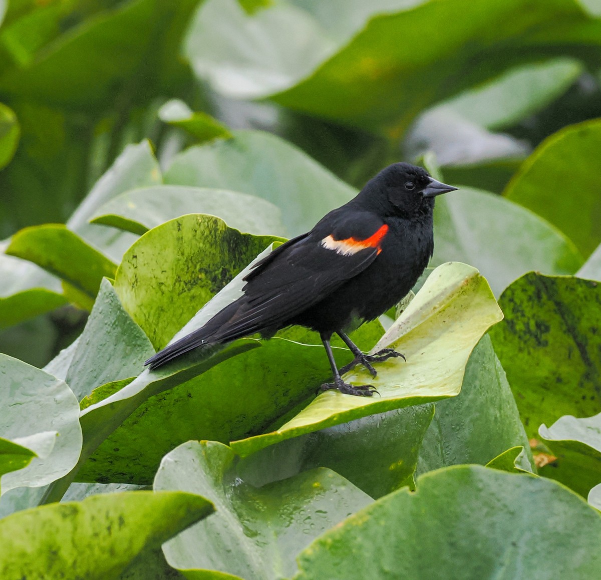 Red-winged Blackbird - ML619674494