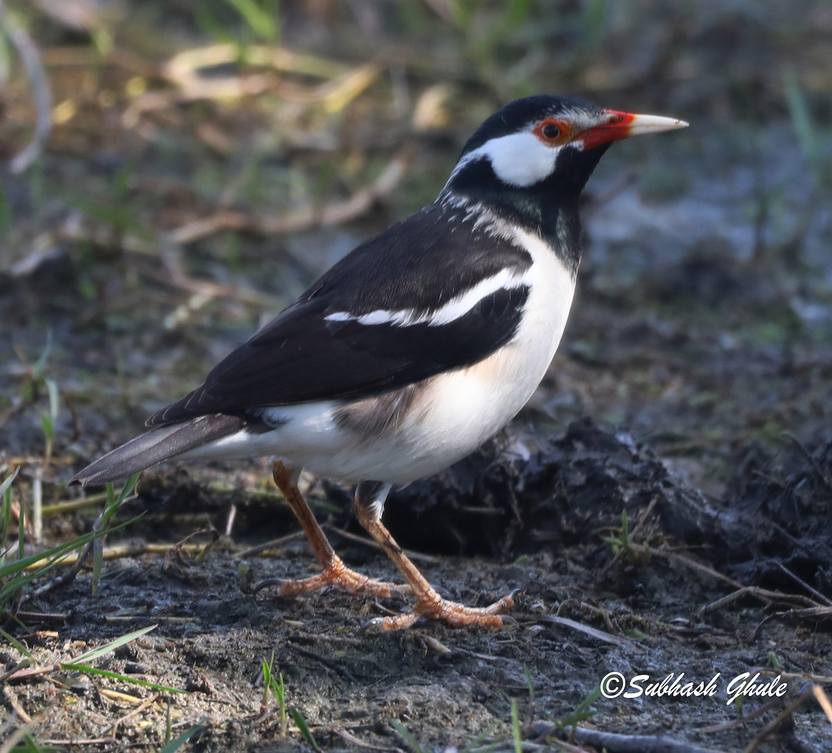Indian Pied Starling - ML619674502