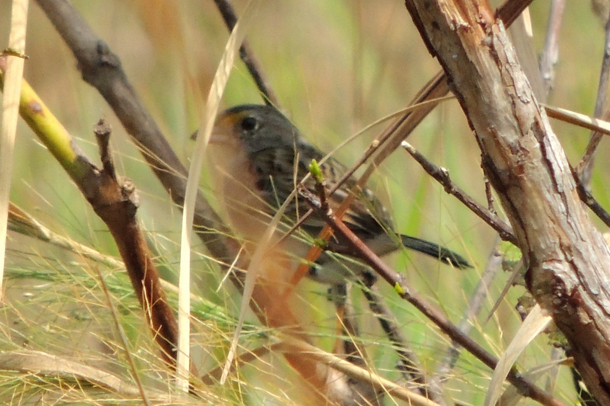 Grassland Sparrow - ML619674516