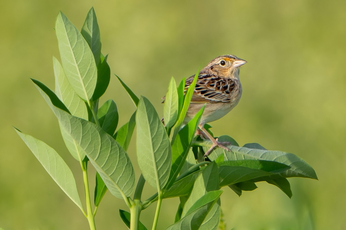 Grasshopper Sparrow - ML619674552