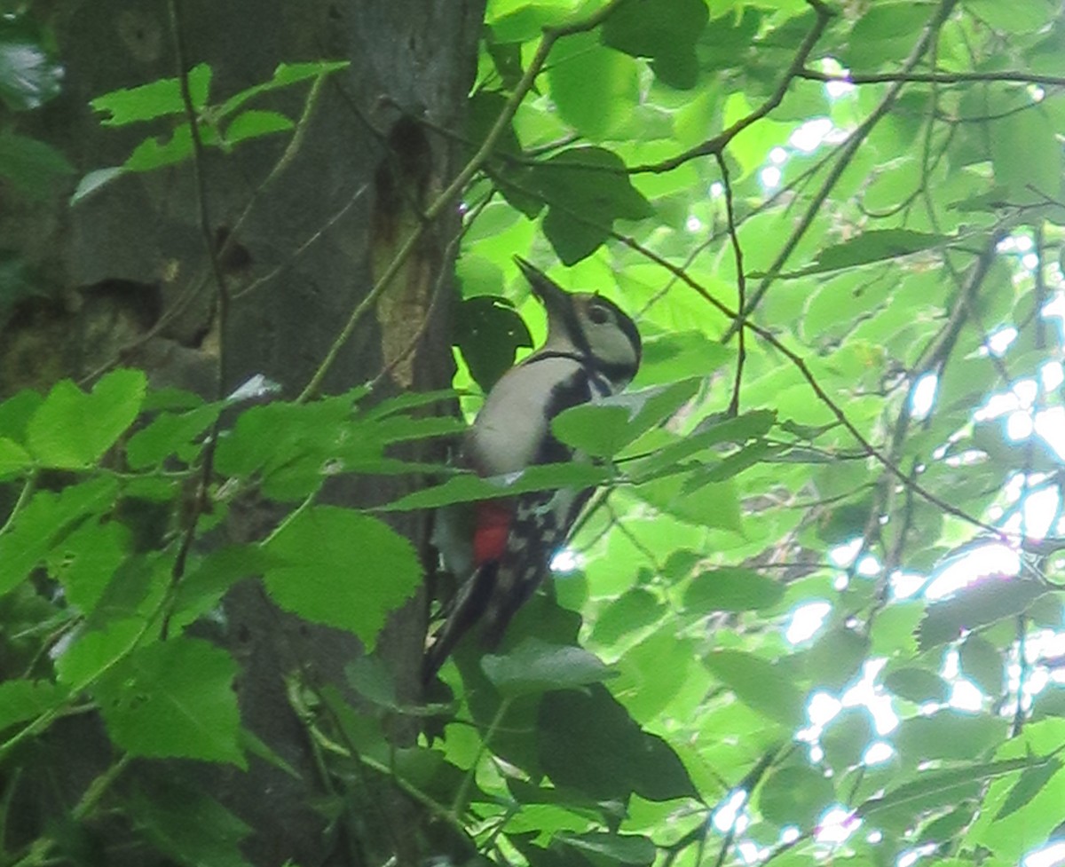 Great Spotted Woodpecker - ML619674588