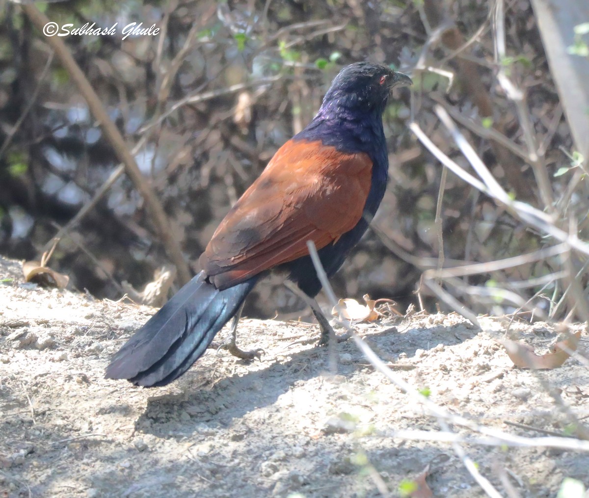 Greater Coucal - ML619674592