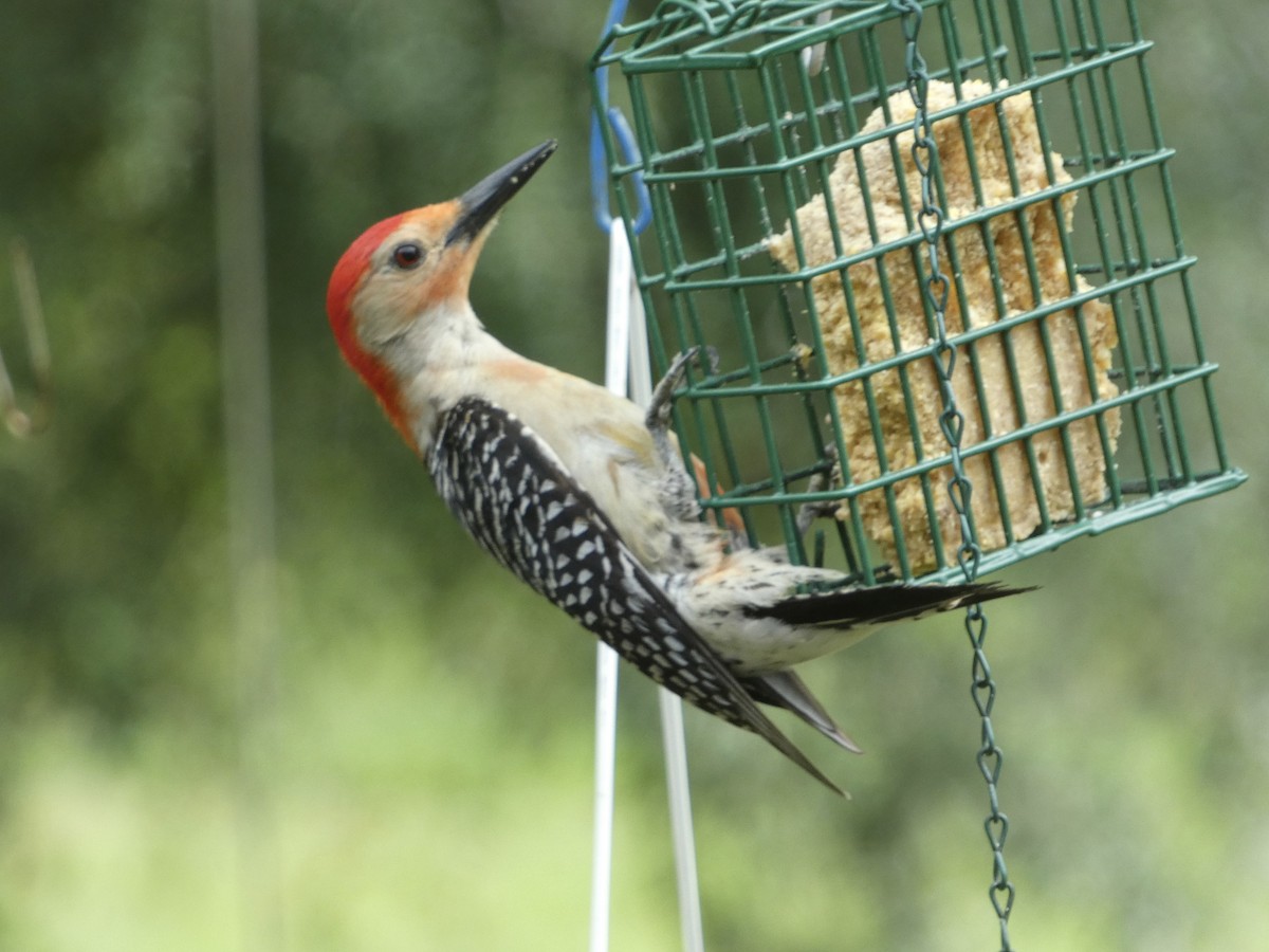 Red-bellied Woodpecker - ML619674638
