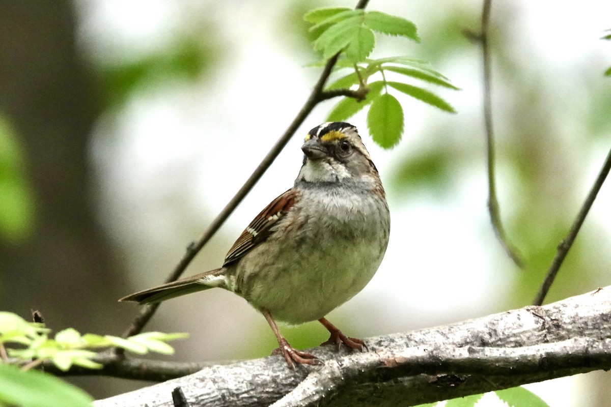 White-throated Sparrow - ML619674641