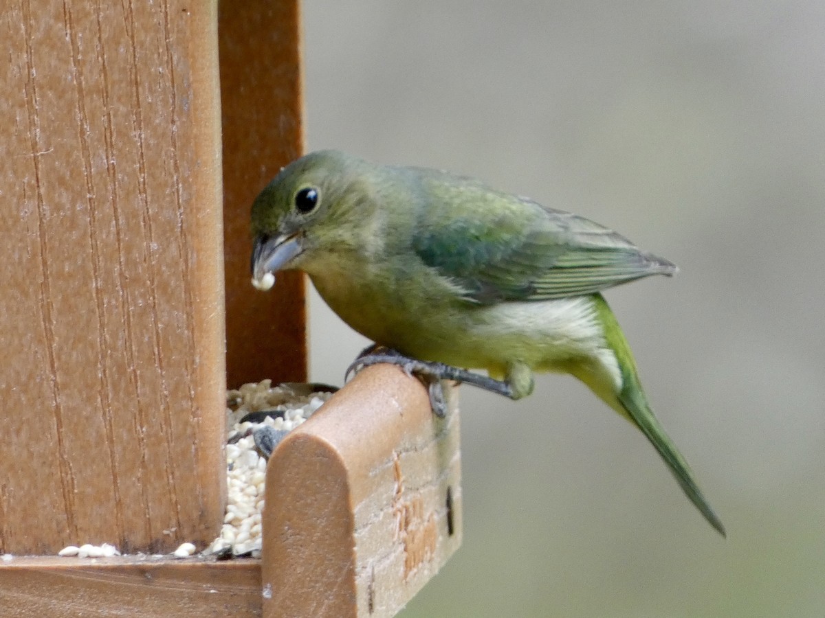 Painted Bunting - ML619674689