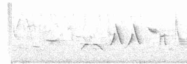 ゴマフスズメ（schistacea グループ） - ML619674714