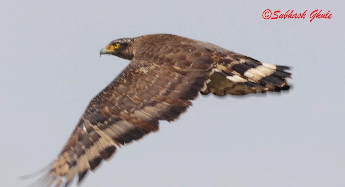 Greater Spotted Eagle - ML619674719