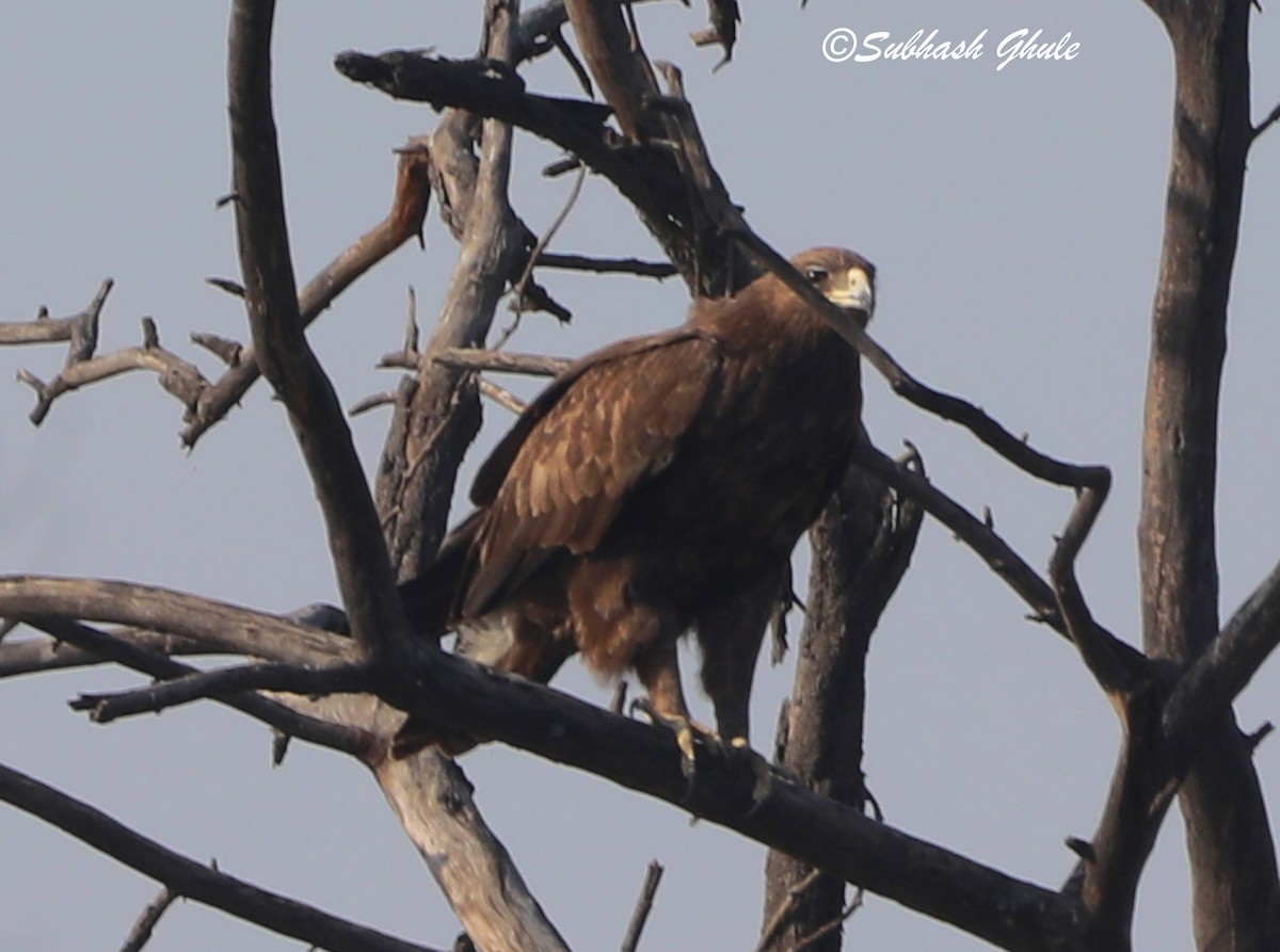 Greater Spotted Eagle - ML619674720