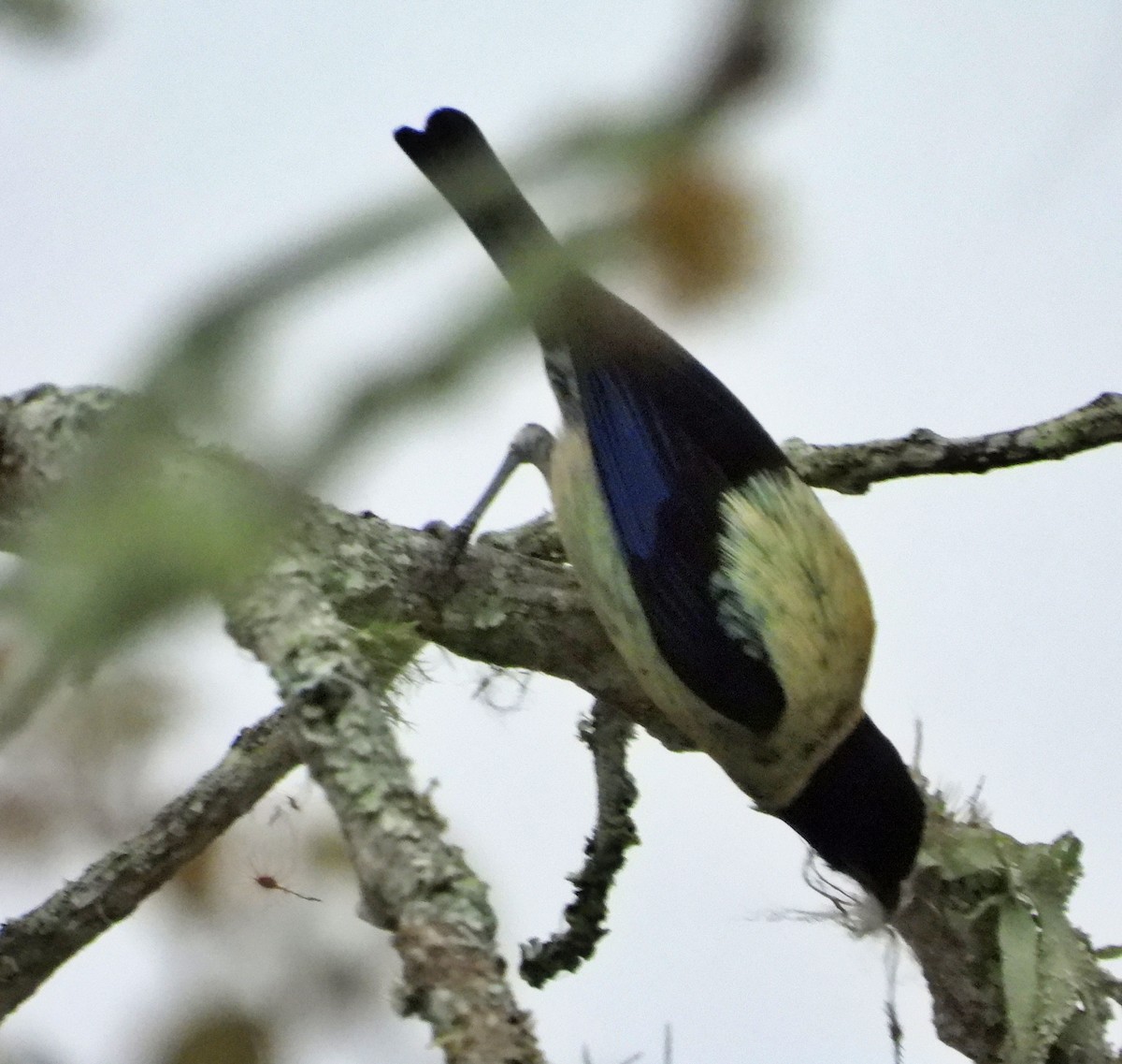 Black-headed Tanager - ML619674755
