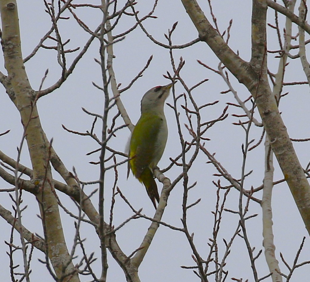 Gray-headed Woodpecker - ML619674775