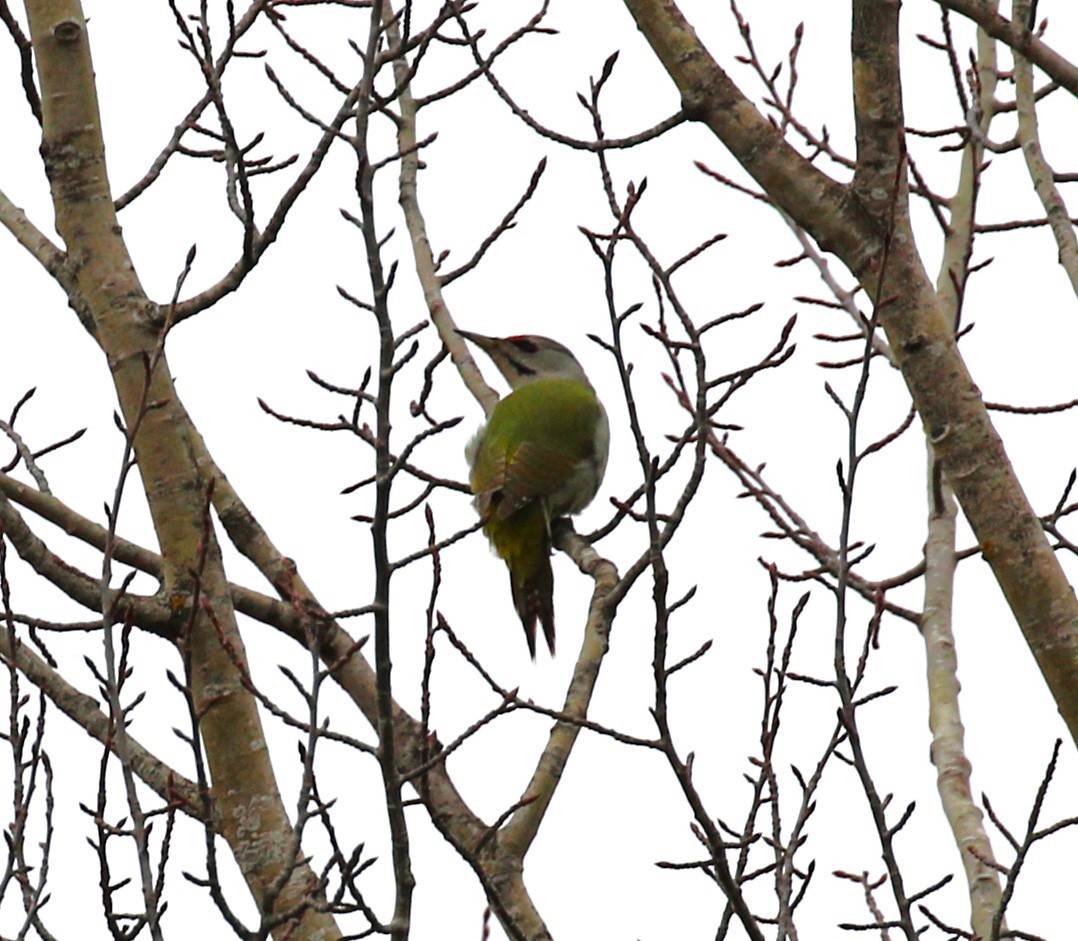 Gray-headed Woodpecker - ML619674776