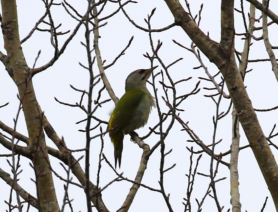 Gray-headed Woodpecker - ML619674778