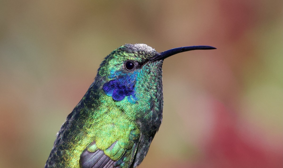 kolibřík modrouchý - ML619674874
