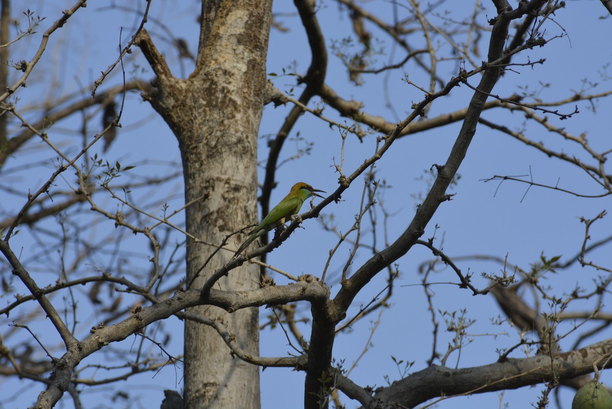 Asian Green Bee-eater - ML619674881