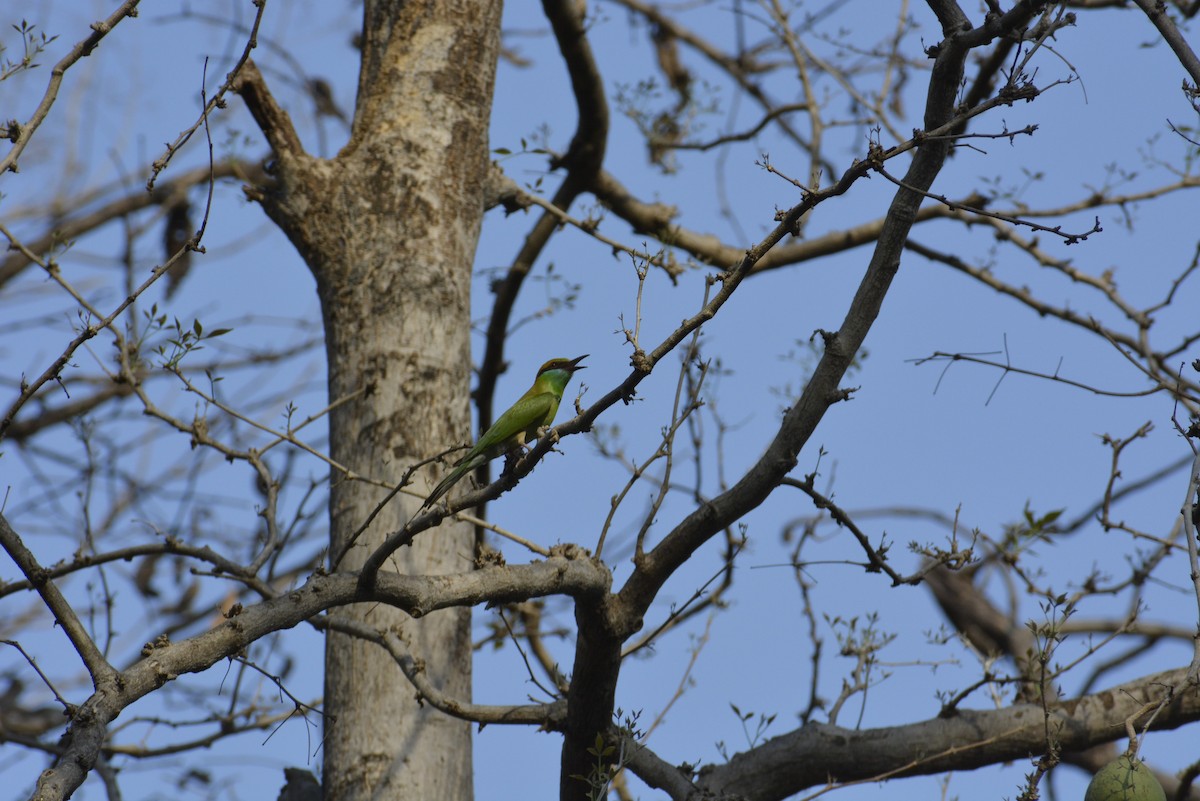 Asian Green Bee-eater - ML619674882