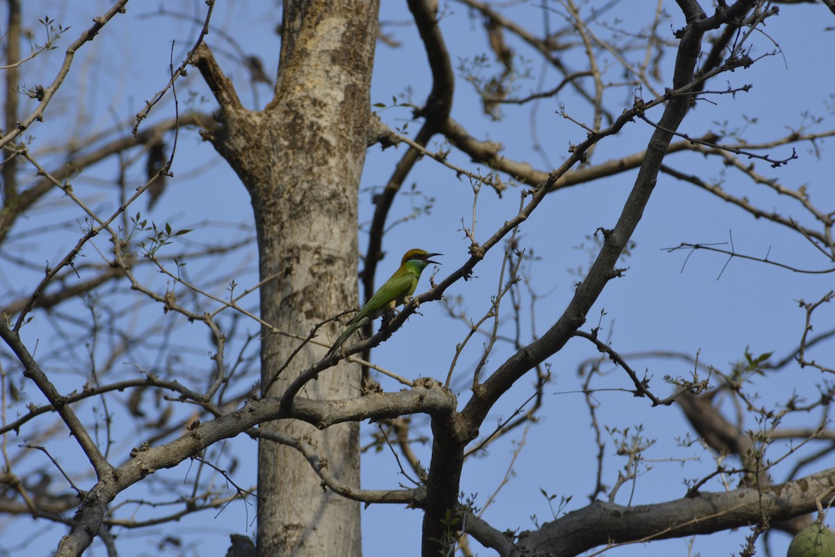 Asian Green Bee-eater - ML619674883