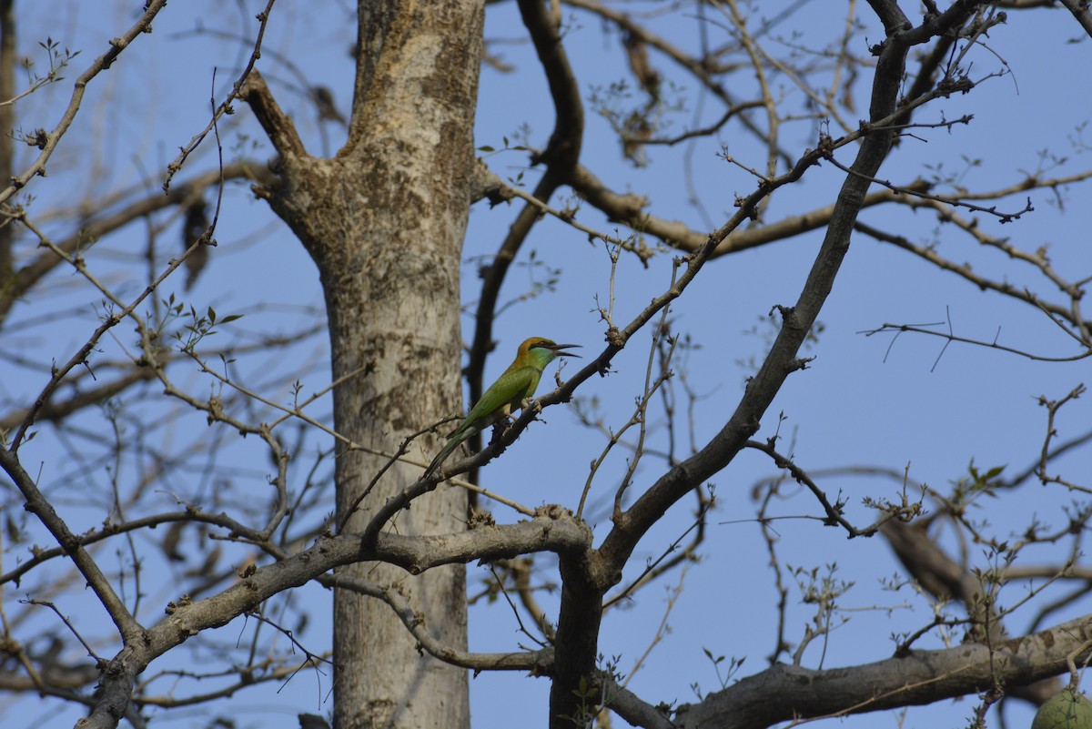 Asian Green Bee-eater - ML619674884
