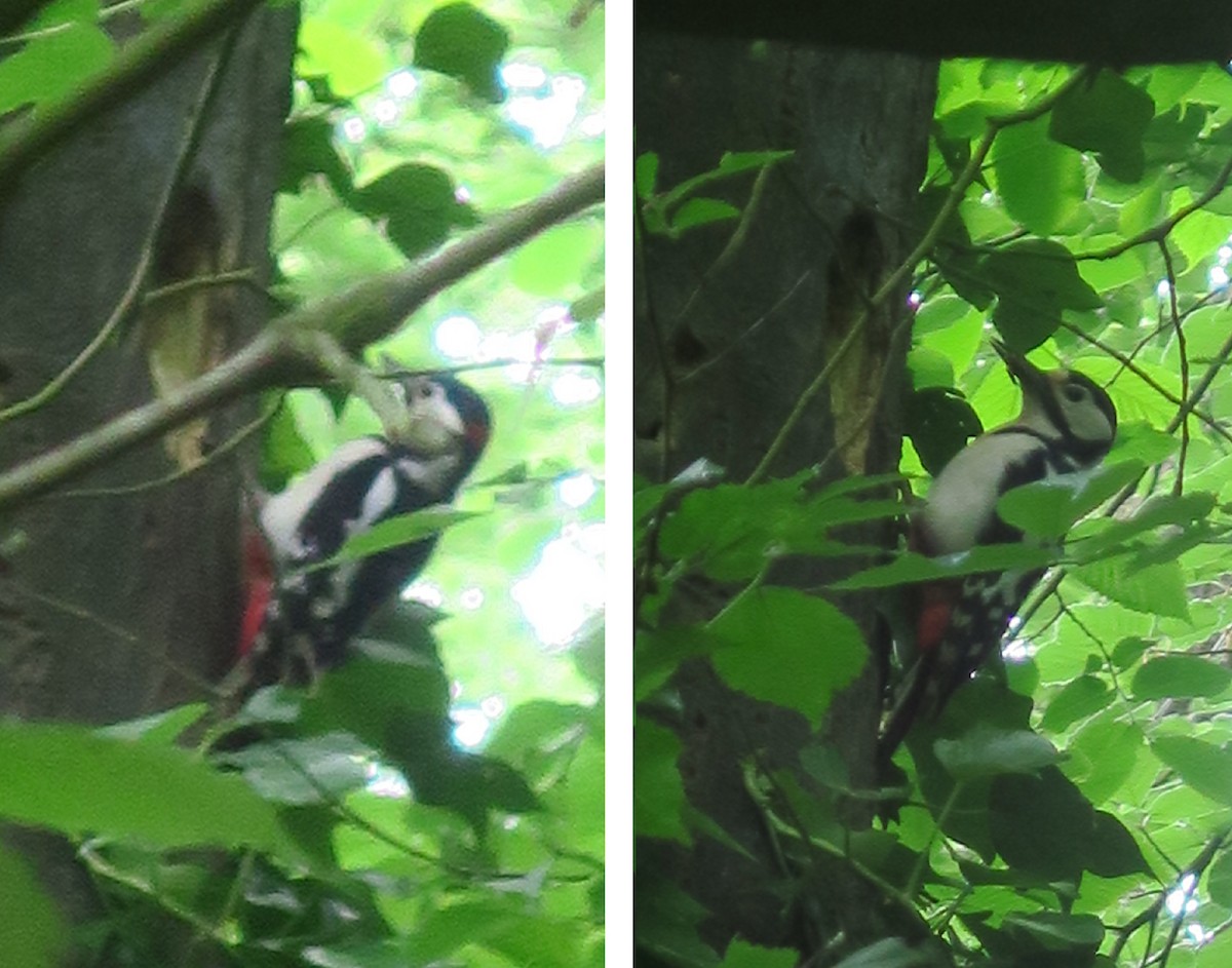 Great Spotted Woodpecker - ML619674896