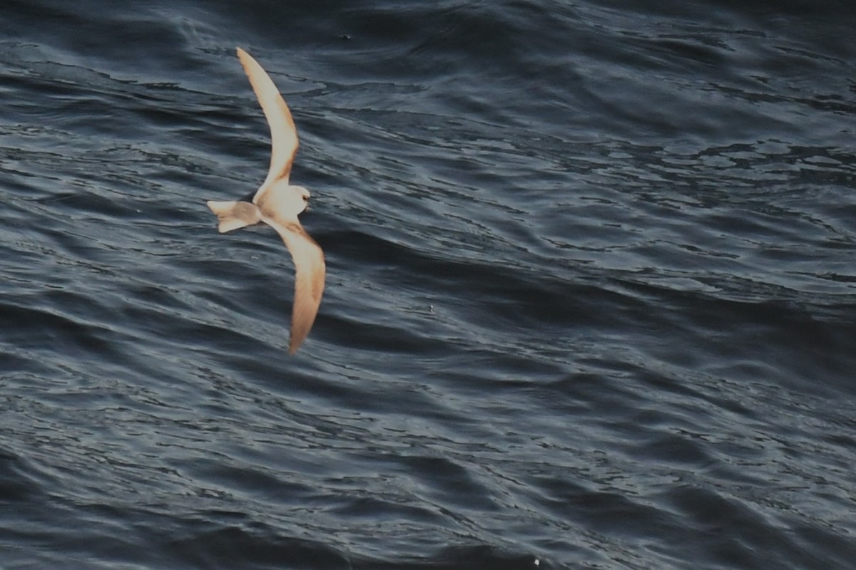 Fork-tailed Storm-Petrel - ML619674934