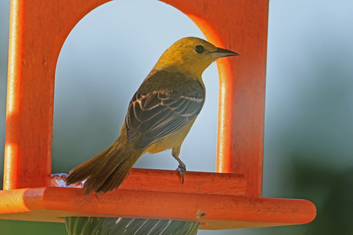 Orchard Oriole - ML619674935