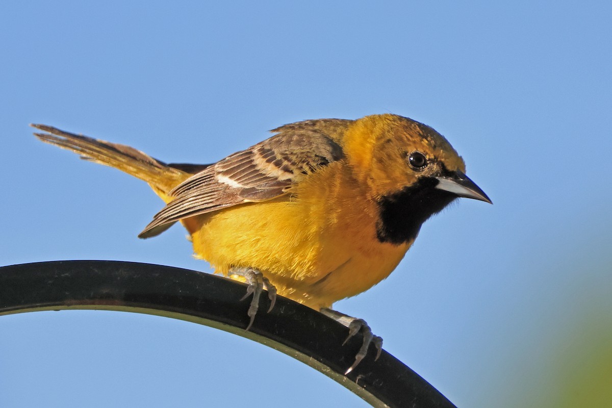 Orchard Oriole - ML619674937