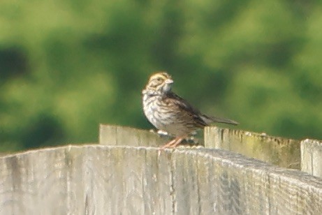 Savannah Sparrow - ML619675024