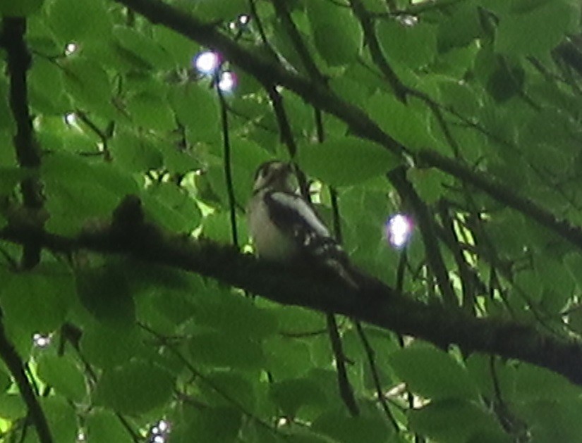 Great Spotted Woodpecker - ML619675031
