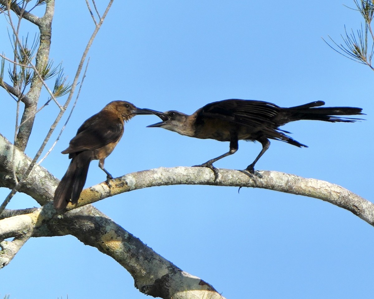 Boat-tailed Grackle - ML619675034
