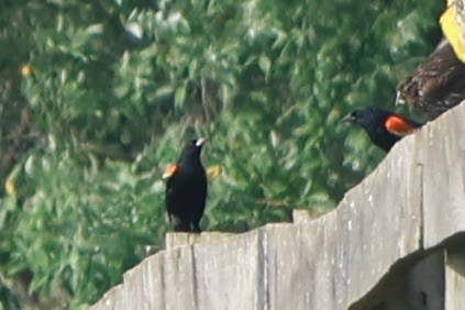 Red-winged Blackbird - ML619675037