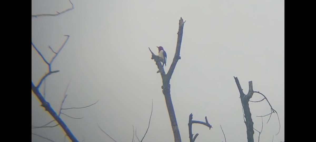 Red-headed Woodpecker - ML619675054