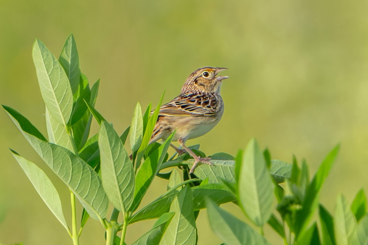 Grasshopper Sparrow - ML619675055