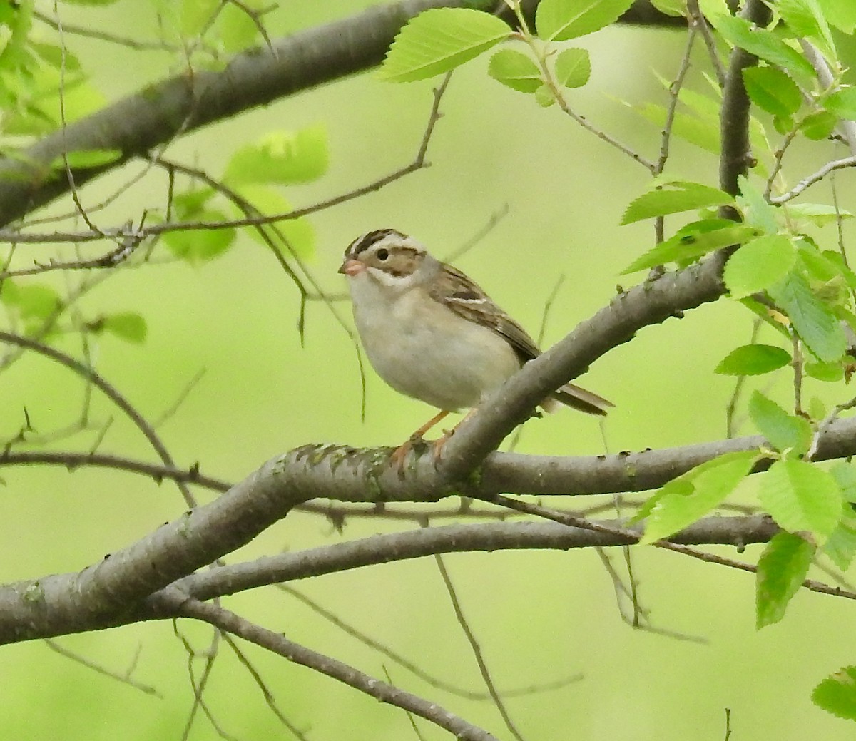 Clay-colored Sparrow - ML619675057