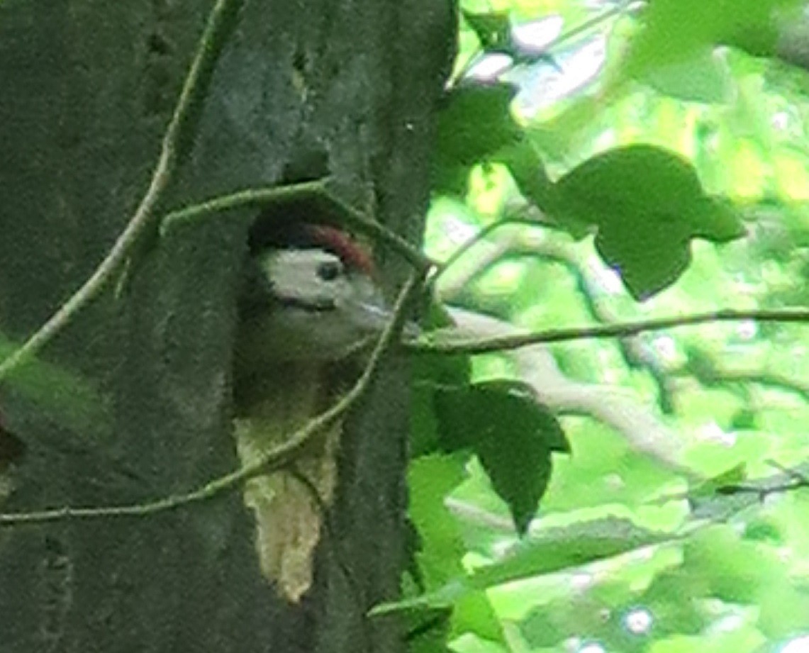 Great Spotted Woodpecker - ML619675064