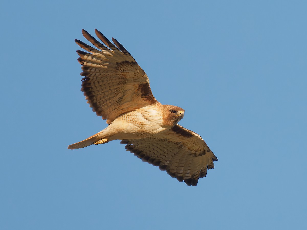 Red-tailed Hawk - ML619675066