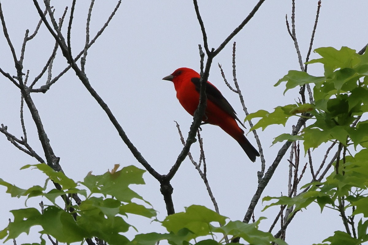 Scarlet Tanager - ML619675075