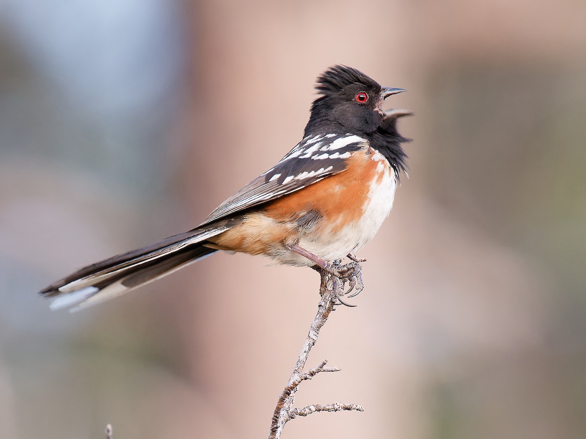 Spotted Towhee - ML619675081