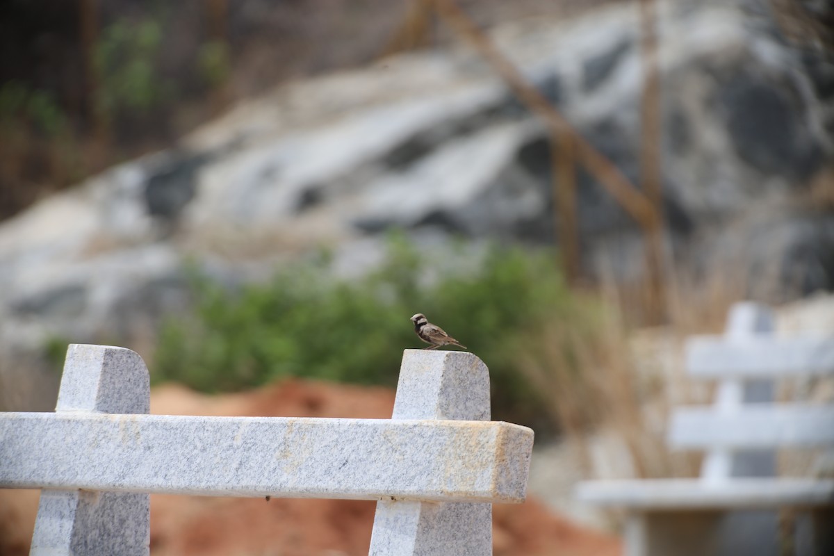 Ashy-crowned Sparrow-Lark - ML619675136