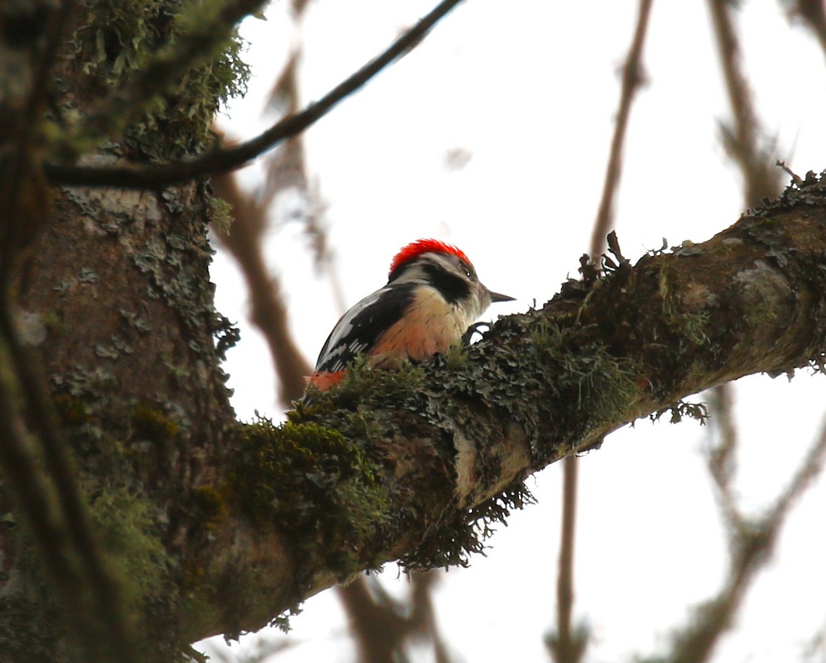 Middle Spotted Woodpecker - ML619675138