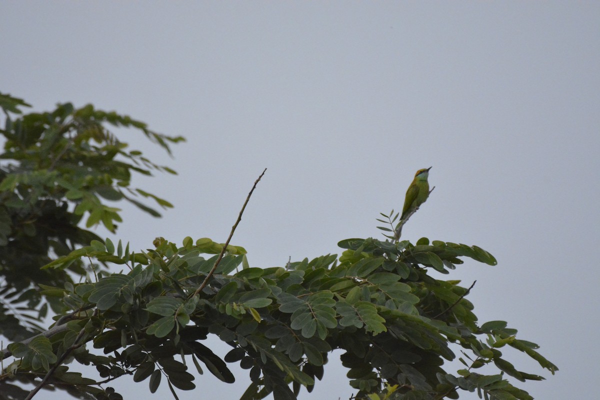 Asian Green Bee-eater - ML619675144