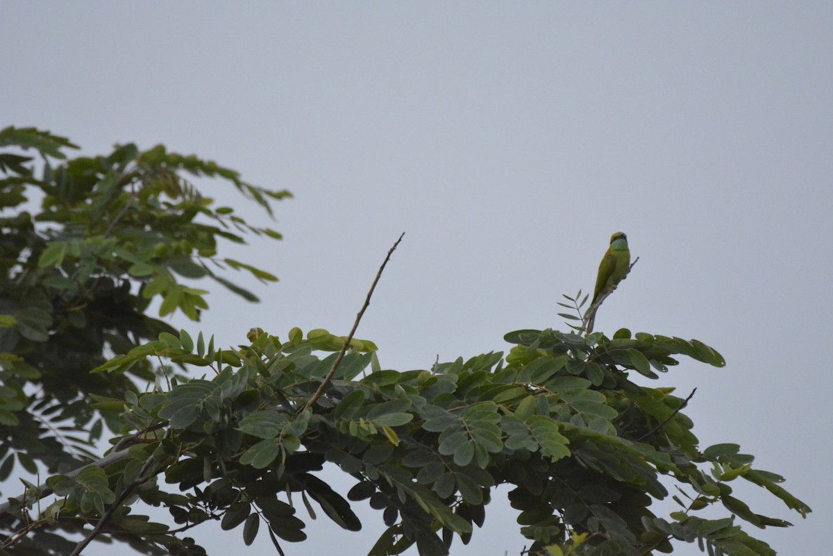 Asian Green Bee-eater - ML619675145